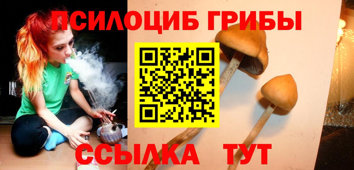 Псилоцибиновые грибы Cubensis Курчатов